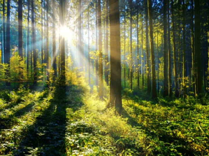 forest
