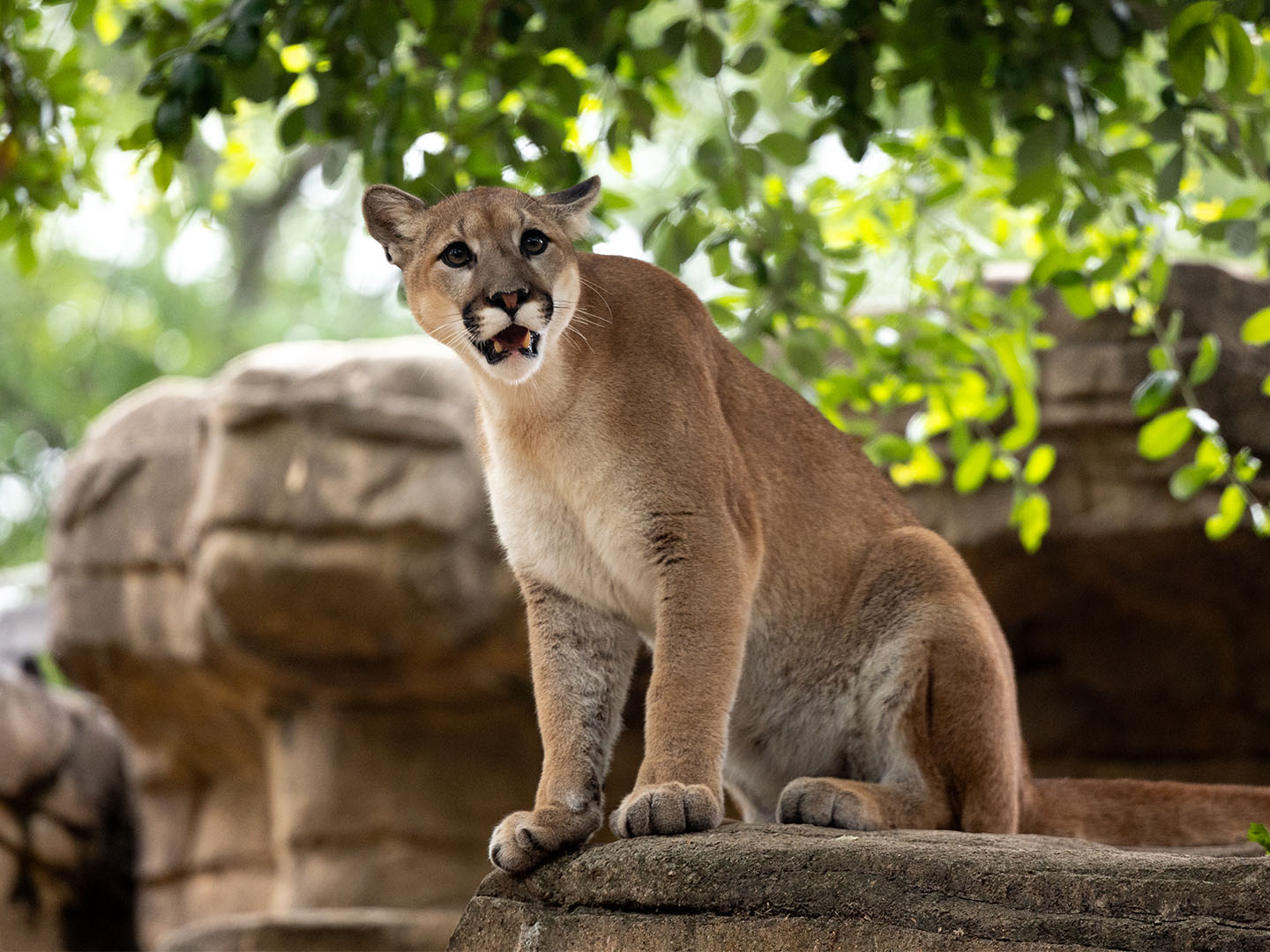 Shasta VII enjoying the view at the Houston Zoo.