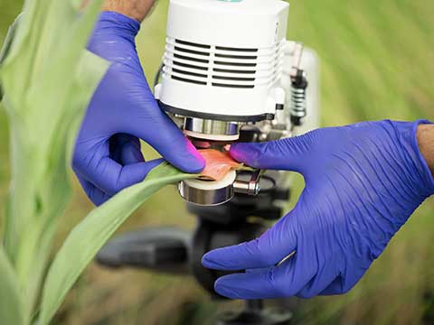 A photosynthesis meter is placed on a leaf of a sorghum plant.